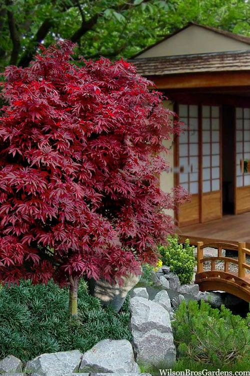 Shaina Dwarf Red Japanese Maple (Single Trunk / Standard) - 3 Gallon Pot 3 Shaina Dwarf Red Japanese Maple (Single Trunk / Standard) - 3 Gallon Pot