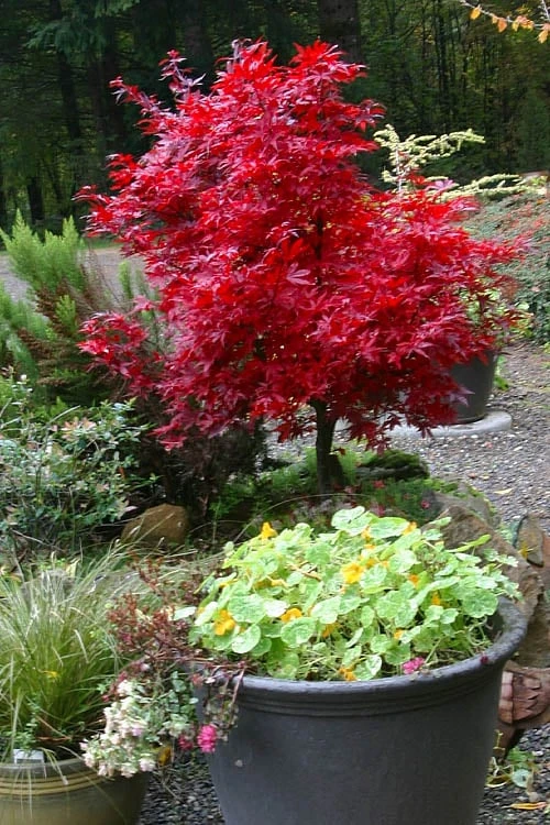 Shaina Dwarf Red Japanese Maple (Single Trunk / Standard) - 3 Gallon Pot 7 Shaina Dwarf Red Japanese Maple (Single Trunk / Standard) - 3 Gallon Pot - Image 5