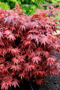 Shaina Dwarf Red Japanese Maple (Single Trunk / Standard) - 3 Gallon Pot 10 Shaina Dwarf Red Japanese Maple (Single Trunk / Standard) - 3 Gallon Pot -SHRUBS and BUSHES Shop acer palmatum shaina japanese maple 7