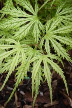 Sister Ghost Japanese Maple - 3 Gallon Pot (3-4') -SHRUBS and BUSHES Shop acer palmatum sister ghost japanese maple 14