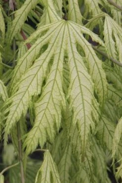 Sister Ghost Japanese Maple - 3 Gallon Pot (3-4') -SHRUBS and BUSHES Shop acer palmatum sister ghost japanese maple 2