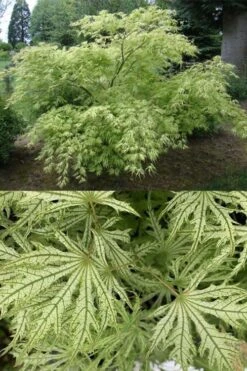 Sister Ghost Japanese Maple - 3 Gallon Pot (3-4') -SHRUBS and BUSHES Shop acer palmatum sister ghost japanese maple 5