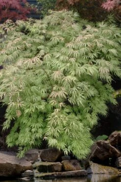 Sister Ghost Japanese Maple - 3 Gallon Pot (3-4') -SHRUBS and BUSHES Shop acer palmatum sister ghost japanese maple 8