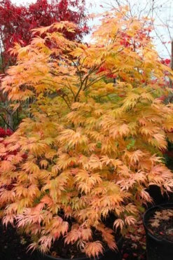 Sister Ghost Japanese Maple - 3 Gallon Pot (3-4') -SHRUBS and BUSHES Shop acer palmatum sister ghost japanese maple 9