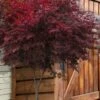 Suminagashi Red Leaf Japanese Maple - 5 Gallon Pot 1 Suminagashi Red Leaf Japanese Maple - 5 Gallon Pot -SHRUBS and BUSHES Shop acer palmatum suminagashi japanese maple 2