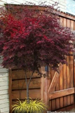 Suminagashi Red Leaf Japanese Maple - 5 Gallon Pot