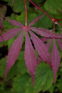 Suminagashi Red Leaf Japanese Maple - 5 Gallon Pot -SHRUBS and BUSHES Shop acer palmatum suminagashi japanese maple 4
