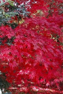 Suminagashi Red Leaf Japanese Maple - 5 Gallon Pot -SHRUBS and BUSHES Shop acer palmatum suminagashi japanese maple 5