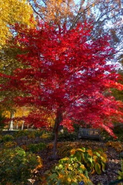 Suminagashi Red Leaf Japanese Maple - 5 Gallon Pot -SHRUBS and BUSHES Shop acer palmatum suminagashi japanese maple 7