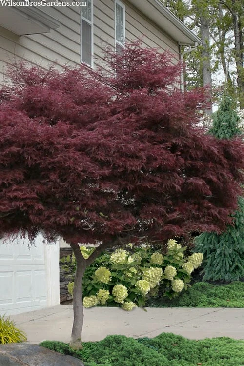 Tamukeyama Dwarf Red Japanese Maple - 1 Gallon Pot - High Grafted Tree Form 10 Tamukeyama Dwarf Red Japanese Maple - 1 Gallon Pot - High Grafted Tree Form - Image 8