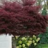 Tamukeyama Dwarf Red Japanese Maple - 1 Gallon Pot - High Grafted Tree Form 2 Tamukeyama Dwarf Red Japanese Maple - 1 Gallon Pot - High Grafted Tree Form -SHRUBS and BUSHES Shop acer palmatum tamukeyama japanese maple high graft 3