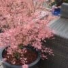 Taylor Pink Japanese Maple - 1 Gallon Pot 1 Taylor Pink Japanese Maple - 1 Gallon Pot -SHRUBS and BUSHES Shop acer palmatum taylors pink japanese maple 5 1