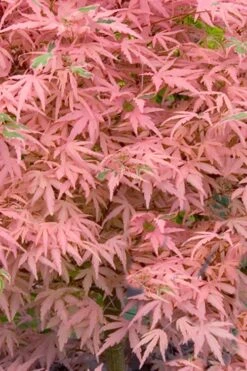 Taylor Pink Japanese Maple - 3 Gallon Pot 10 Taylor Pink Japanese Maple - 3 Gallon Pot -SHRUBS and BUSHES Shop acer palmatum taylors pink japanese maple 7