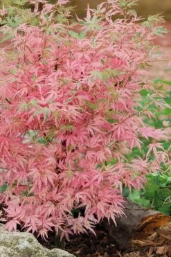 Taylor Pink Japanese Maple - 3 Gallon Pot 11 Taylor Pink Japanese Maple - 3 Gallon Pot -SHRUBS and BUSHES Shop acer palmatum taylors pink japanese maple 8