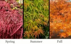 Villa Taranto Japanese Maple - 5 Gallon Pot -SHRUBS and BUSHES Shop acer palmatum villa taranto japanese maple 11