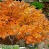 Villa Taranto Japanese Maple - 5 Gallon Pot 1 Villa Taranto Japanese Maple - 5 Gallon Pot -SHRUBS and BUSHES Shop acer palmatum villa taranto japanese maple 13