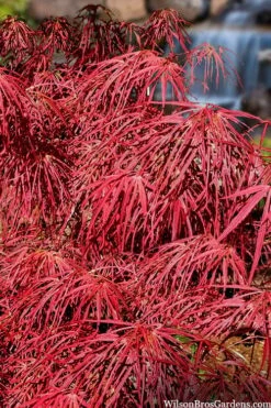 Villa Taranto Japanese Maple - 5 Gallon Pot -SHRUBS and BUSHES Shop acer palmatum villa taranto japanese maple 4