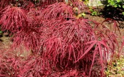 Villa Taranto Japanese Maple - 5 Gallon Pot -SHRUBS and BUSHES Shop acer palmatum villa taranto japanese maple 5