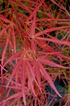 Villa Taranto Japanese Maple - 5 Gallon Pot -SHRUBS and BUSHES Shop acer palmatum villa taranto japanese maple 6