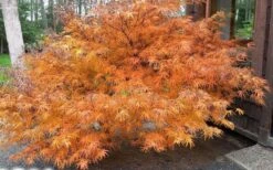 Villa Taranto Japanese Maple - 5 Gallon Pot -SHRUBS and BUSHES Shop acer palmatum villa taranto japanese maple 7