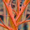 Wild Fire Coral Bark Japanese Maple - 3 Gallon Pot 2 Wild Fire Coral Bark Japanese Maple - 3 Gallon Pot -SHRUBS and BUSHES Shop acer palmatum wildfire 2