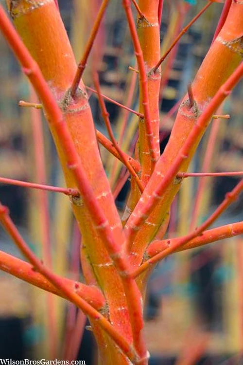 Wild Fire Coral Bark Japanese Maple - 3 Gallon Pot 3 Wild Fire Coral Bark Japanese Maple - 3 Gallon Pot