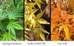 Wild Fire Coral Bark Japanese Maple - 3 Gallon Pot 14 Wild Fire Coral Bark Japanese Maple - 3 Gallon Pot -SHRUBS and BUSHES Shop acer palmatum wildfire 4
