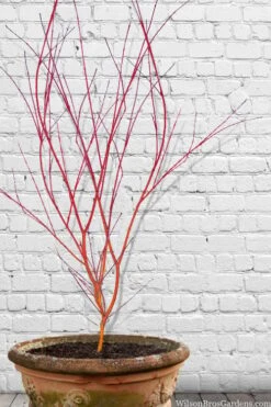 Wild Fire Coral Bark Japanese Maple - 3 Gallon Pot 12 Wild Fire Coral Bark Japanese Maple - 3 Gallon Pot -SHRUBS and BUSHES Shop acer palmatum wildfire 9