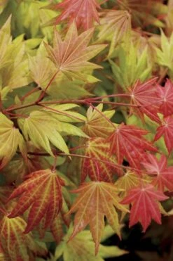 Moonrise Full Moon Japanese Maple - 3 Gallon Pot -SHRUBS and BUSHES Shop acer shirasawanum moonrise full moon janese maple 2