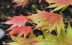 Moonrise Full Moon Japanese Maple - 5 Gallon Pot 15 Moonrise Full Moon Japanese Maple - 5 Gallon Pot -SHRUBS and BUSHES Shop acer shirasawanum moonrise full moon janese maple 3 1