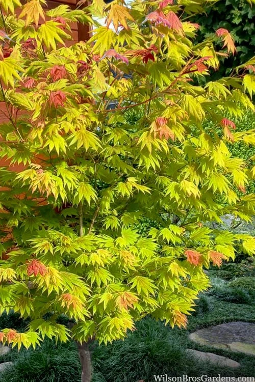 Moonrise Full Moon Japanese Maple - 5 Gallon Pot 7 Moonrise Full Moon Japanese Maple - 5 Gallon Pot - Image 5