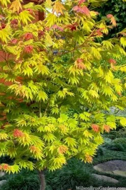 Moonrise Full Moon Japanese Maple - 3 Gallon Pot -SHRUBS and BUSHES Shop acer shirasawanum moonrise full moon janese maple 7