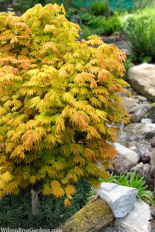 Moonrise Full Moon Japanese Maple - 5 Gallon Pot 3 Moonrise Full Moon Japanese Maple - 5 Gallon Pot