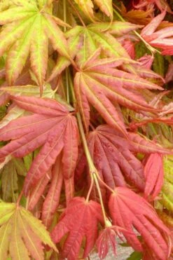 Moonrise Full Moon Japanese Maple - 3 Gallon Pot -SHRUBS and BUSHES Shop acer shirasawanum moonrise janese maple 1