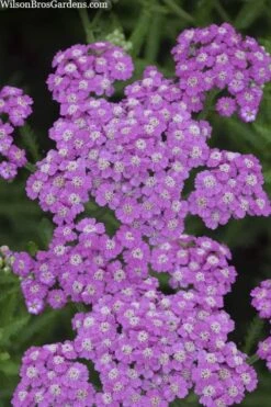Firefly Amethyst Yarrow (Achillea) - 1 Gallon Pot -SHRUBS and BUSHES Shop achillea firefly amethyst yarrow 22