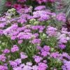 Firefly Amethyst Yarrow (Achillea) - 1 Gallon Pot -SHRUBS and BUSHES Shop achillea firefly amethyst yarrow 23