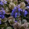 Bronze Beauty Ajuga (Bugleweed) - 5 Pack Of 4" Pint Pots -SHRUBS and BUSHES Shop ajuga bronze beauty 28