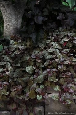 Bronze Beauty Ajuga (Bugleweed) - 5 Pack Of 4" Pint Pots -SHRUBS and BUSHES Shop ajuga bronze beauty 30