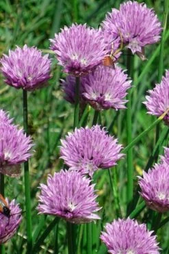Chives Plant (Allium Schoenoprasum) - 5 Pack Of Quart Pots -SHRUBS and BUSHES Shop allium schoenprasum chives 3
