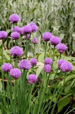 Chives Plant (Allium Schoenoprasum) - 5 Pack Of Quart Pots -SHRUBS and BUSHES Shop allium schoenprasum chives 4