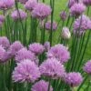 Chives Plant (Allium Schoenoprasum) - 5 Pack Of Quart Pots -SHRUBS and BUSHES Shop allium schoenprasum chives 5