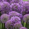 Serendipity Allium (Ornamental Onion) - 1 Gallon Pot 1 Serendipity Allium (Ornamental Onion) - 1 Gallon Pot -SHRUBS and BUSHES Shop allium serendipity 2 500x750 1