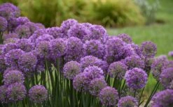 Serendipity Allium (Ornamental Onion) - 1 Gallon Pot 12 Serendipity Allium (Ornamental Onion) - 1 Gallon Pot -SHRUBS and BUSHES Shop allium serendipity 2 800x500 1