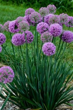 Serendipity Allium (Ornamental Onion) - 1 Gallon Pot 11 Serendipity Allium (Ornamental Onion) - 1 Gallon Pot -SHRUBS and BUSHES Shop allium serendipity 500x750 1