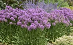 Serendipity Allium (Ornamental Onion) - 1 Gallon Pot 13 Serendipity Allium (Ornamental Onion) - 1 Gallon Pot -SHRUBS and BUSHES Shop allium serendipity 800x500 1