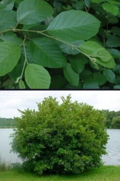 Smooth Alder Tree (Alnus Serrulata) - 3 Gallon Pot 17 Smooth Alder Tree (Alnus Serrulata) - 3 Gallon Pot -SHRUBS and BUSHES Shop alnus serrulata smooth alder 4