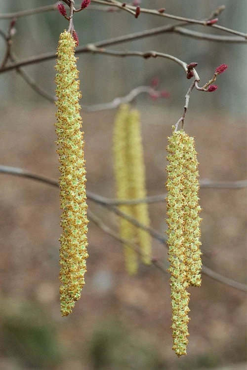 Smooth Alder Tree (Alnus Serrulata) - 3 Gallon Pot 3 Smooth Alder Tree (Alnus Serrulata) - 3 Gallon Pot