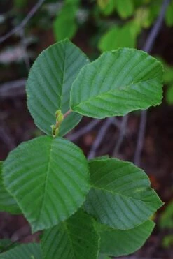 Smooth Alder Tree (Alnus Serrulata) - 3 Gallon Pot 16 Smooth Alder Tree (Alnus Serrulata) - 3 Gallon Pot -SHRUBS and BUSHES Shop alnus serrulata smooth alder leaves 13