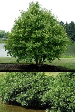 Smooth Alder Tree (Alnus Serrulata) - 3 Gallon Pot 13 Smooth Alder Tree (Alnus Serrulata) - 3 Gallon Pot -SHRUBS and BUSHES Shop alnus serrulata smooth alder shrub tree