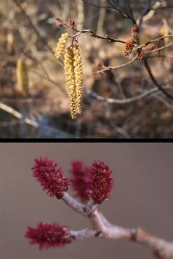 Smooth Alder Tree (Alnus Serrulata) - 3 Gallon Pot 14 Smooth Alder Tree (Alnus Serrulata) - 3 Gallon Pot -SHRUBS and BUSHES Shop alnus serrulata smoothalder flowers 11